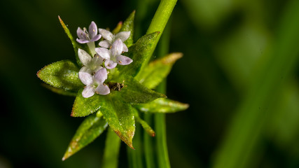 Primavera