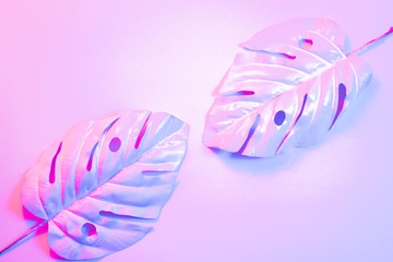 three pink tropical and palm leaves of monstera in vibrant bold color on dual background . Concept art. Minimal surrealism