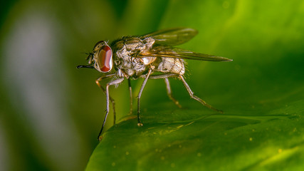 Mosca