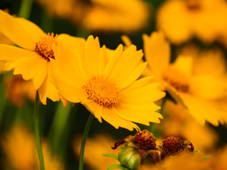 Yellow cosmos flower in field 