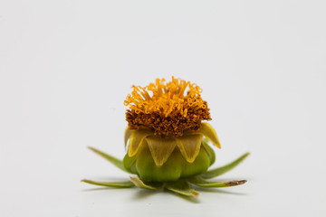 A stamen pistil Yellow cosmos flower isolated