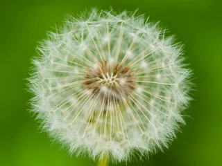 Tuinposter Dandelion flower for abstract natural background for design © papii