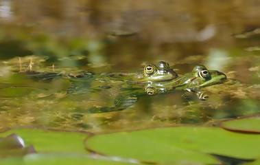 Fototapeta premium Small green water frog couple on courtship
