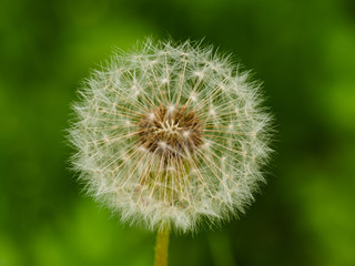 Dandelion flower for abstract natural background for design