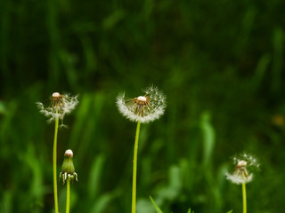 Dandelion flower for abstract natural background for design