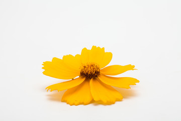  Top view of yellow flower for design isolated