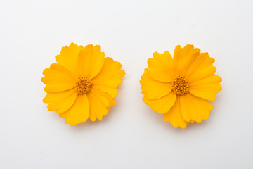  Top view of yellow flower for design isolated