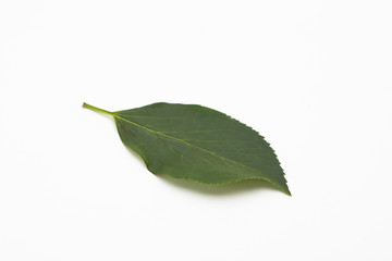 Fototapeta premium Wild green leaf isolated