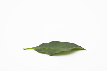 Fototapeta premium Wild green leaf isolated