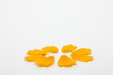 Beautiful yellow cosmos floral leaf petal concept on white