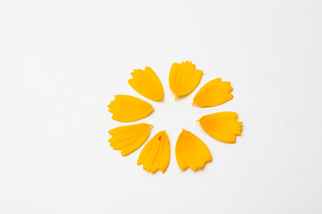 Beautiful yellow cosmos floral leaf petal concept on white