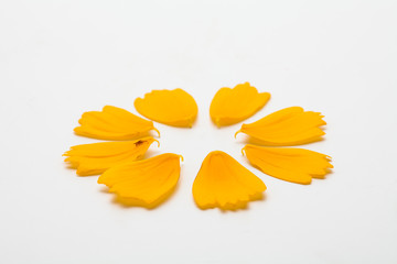Beautiful yellow cosmos floral leaf petal concept on white