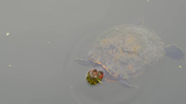 Texas River Cooter, Pseudemys texana swimming in murky waters