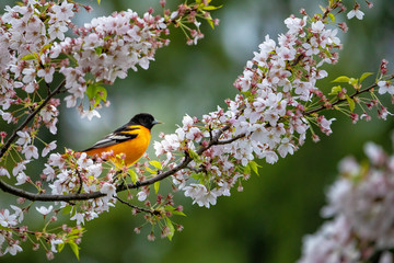 An orange bird sitting on a cherry blossom tree - 271013200