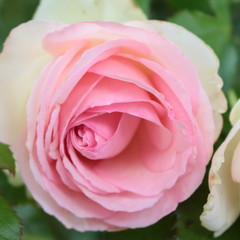 ピエール・ドゥ・ロンサール