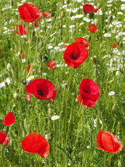Obraz premium Beautiful meadow with red poppy flowers