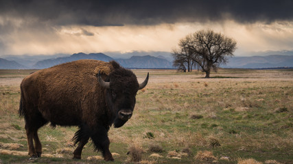 Bison walking in the prairie