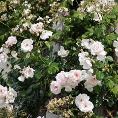 ローズガーデン