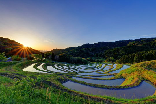 大山千枚田」の写真素材 | 790件の無料イラスト画像 | Adobe Stock