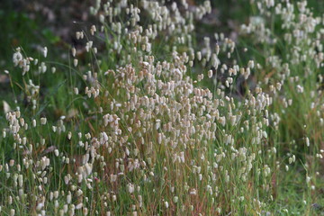 Fototapeta premium Big quaking grass (Briza maxima)