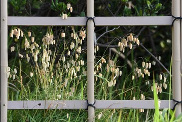 Big quaking grass (Briza maxima)