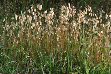 Fototapeta premium Big quaking grass (Briza maxima)