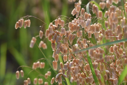 Big quaking grass (Briza maxima)