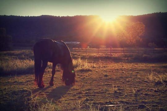 Sunburst Meadow