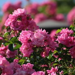 パルメンガルテンフランクフルト