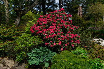 Beautiful Garden with blooming trees during spring time, Wales, UK