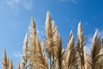 青空とパンパスグラス
