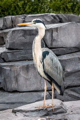 A heron waiting for some fish in the Netherlands