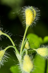 Buds plants Chelidonium majus (commonly known as greater celandine, nipplewort, swallowwort, tetterwort) in macro