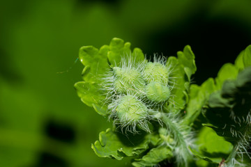 Buds plants Chelidonium majus (commonly known as greater celandine, nipplewort, swallowwort, tetterwort) in macro