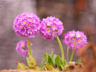 早春のお花畑