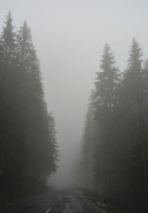 Fototapeta na wymiar a road through a pine forest with fog