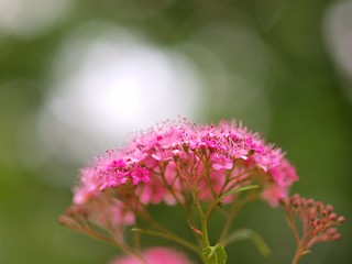 Obraz premium シモツケの花