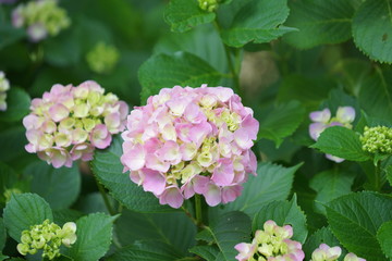 6月の鎌倉のお寺