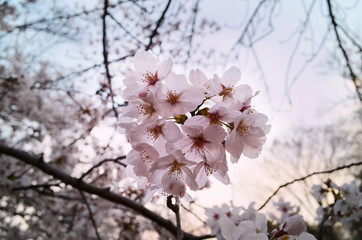 Sakura at spring in Japan