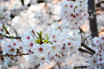 Sakura at spring in Japan