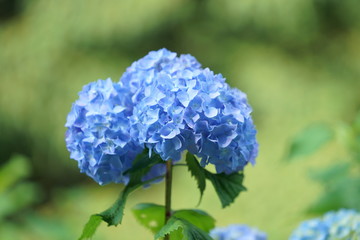 6月の鎌倉のお寺