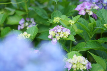 6月の鎌倉のお寺
