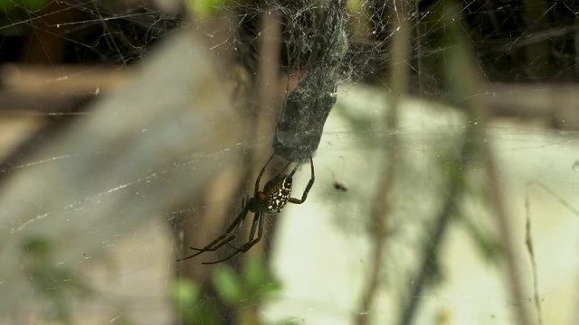 Tent-weaver spiders focus pull from male to female with eggs. Macro