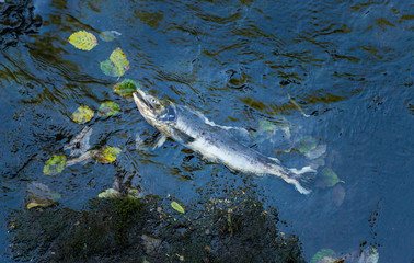 Dead Chinook Salmon during spawning season, Ketchikan Creek, Ketchikan, Alaska.