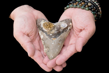 Uncleaned Megalodon Shark Tooth in hands (Miocene Era)