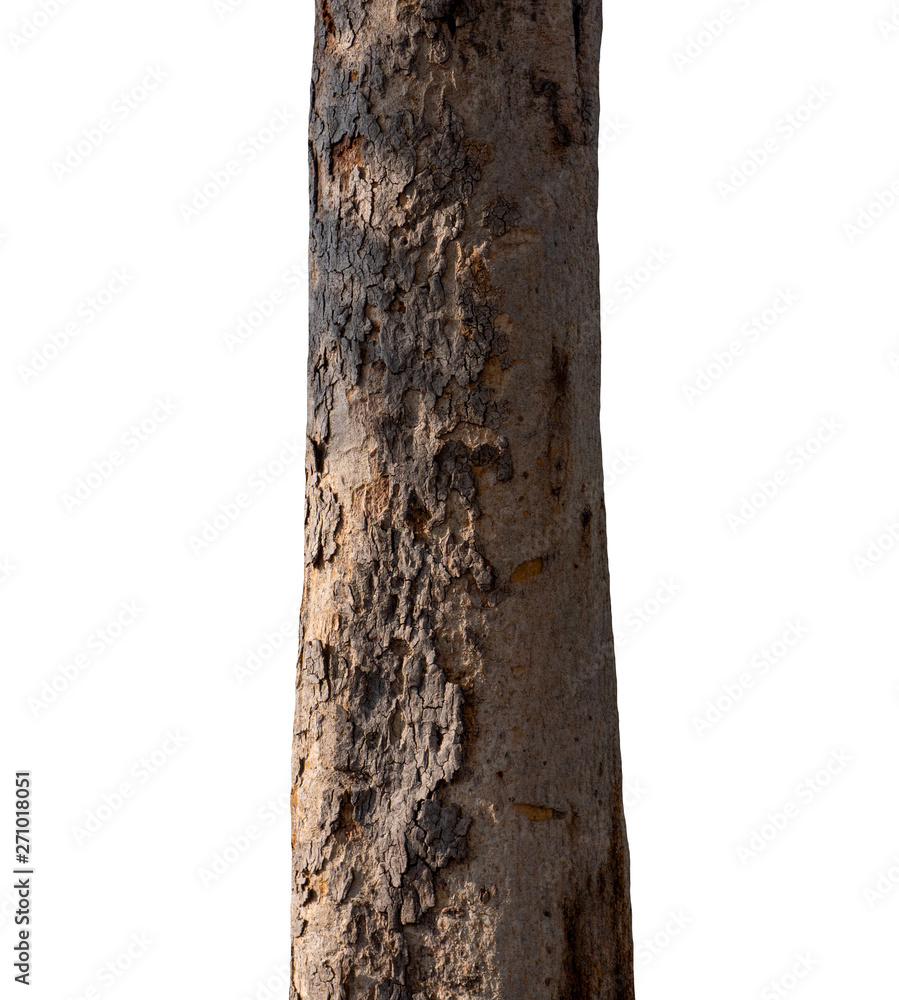 Poster trunk of a tree isolated on white background