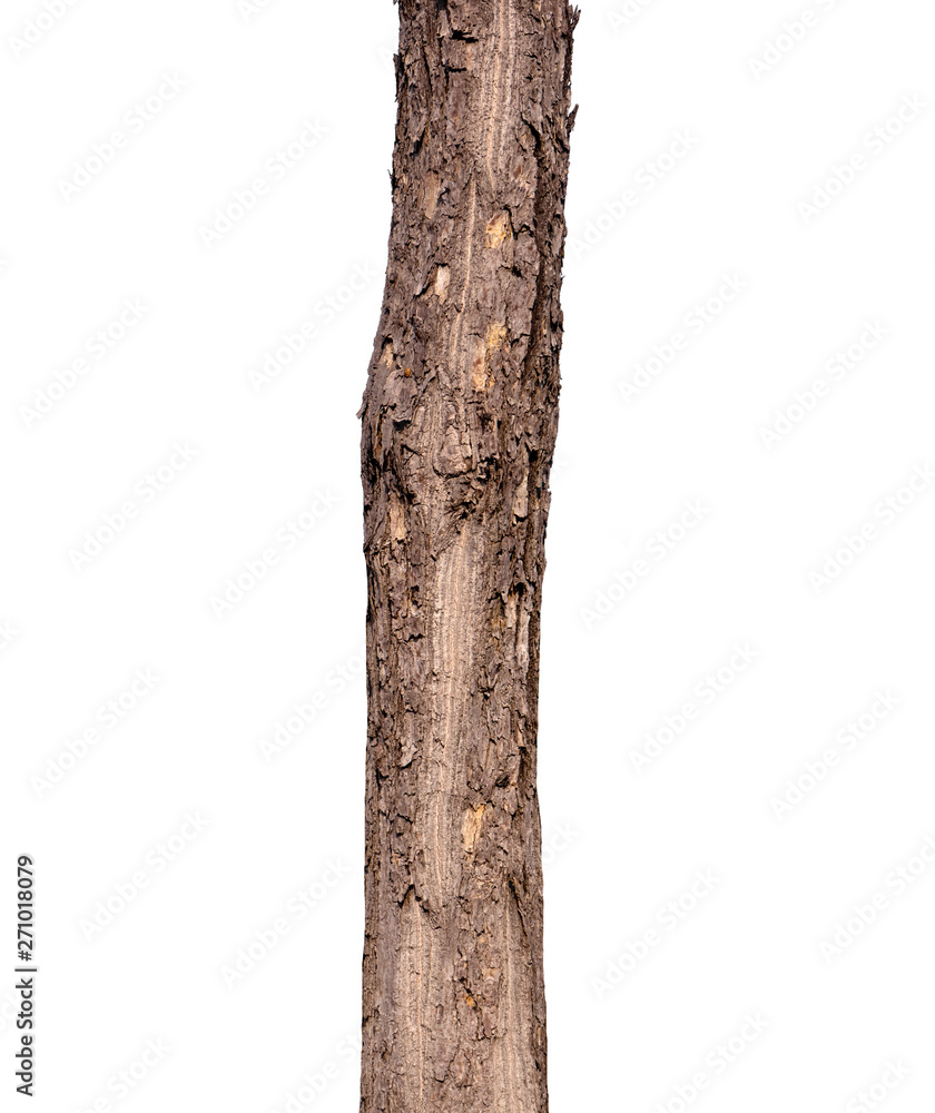Poster trunk of a tree isolated on white background