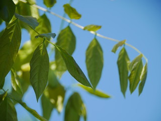 Fototapeta premium green leaves of a tree