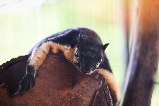 Black Giant Squirrel - Malayan Giant Squirrel