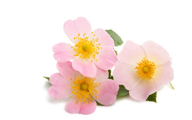 wild rose flower isolated